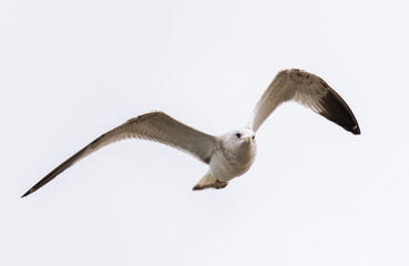 Seagull (Larus argentatus) Soaring Directly Towards Camera