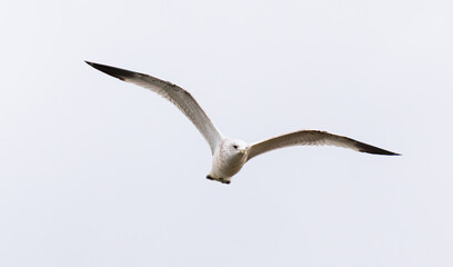 Seagull (Larus argentatus) Close up In Mid Flight