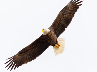 Close Up Of Bald Eagle (Haliaeetus leucocephalus) From Below With Wings Spread