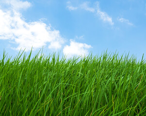 Obraz premium Rice field with blue sky background, jasmine rice organic agriculture farm raw food ingredient traditional asian, green grass landscape environment zero carbon energy eco concept.