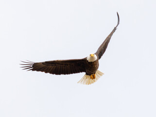 Bald Eagle (Haliaeetus leucocephalus) In Flight Facing Camera