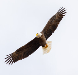 Close Up Of A Bald Eagle (Haliaeetus leucocephalus) Soaring with Wings Fully Extended