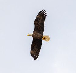 Bald Eagle (Haliaeetus leucocephalus) Flying Sideways Surveying River