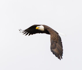 Bald Eagle (Haliaeetus leucocephalus) Close Up Portrait 