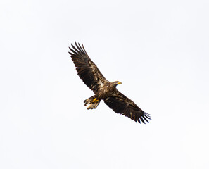 Below Shot Of Juvenile Bald Eagle (Haliaeetus leucocephalus)