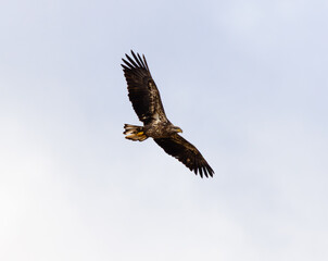 Juvenile Bald Eagle (Haliaeetus leucocephalus) Soaring With Wings Spread