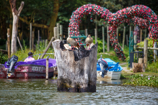 Pareja de Gansos Egipcios (Alopochen Aegyptiaca) Posados sobre Tronco en un Lago de Kenia con Fondo de Botes y Arco Floral