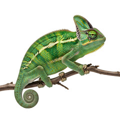 Obraz premium Vibrant green chameleon perched on branch, detailed scales