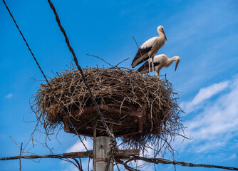 Storks Nesting on Utility Pole