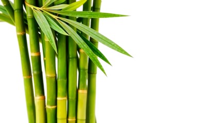 bamboo sticks bundle, fresh green tone, clean natural texture, spa decoration element, isolated transparent background.

