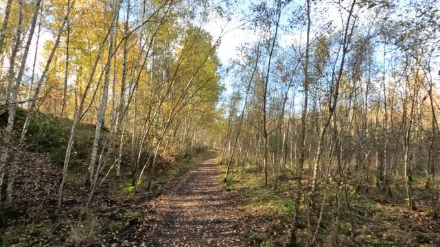 Wanderroute Tweelingterril in der Herbstsonne im Nationalpark Hoge Kempen in Limburg Belgien