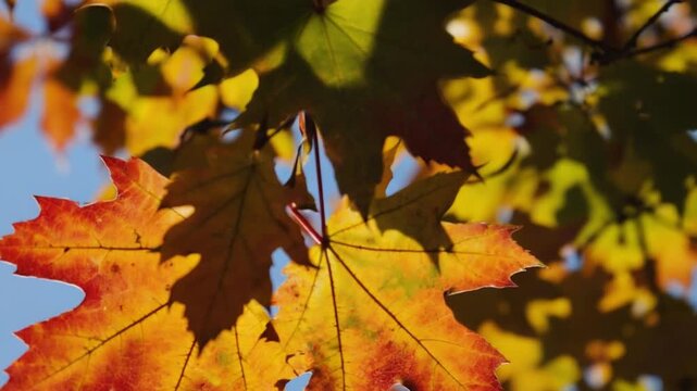 Vibrant autumn maple leaves glowing golden and red in warm sunlight, perfect nature background footage