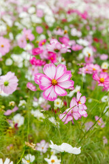 満開に咲いた秋桜