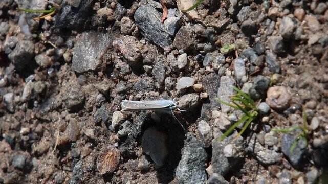 short clip of a polyommatus amandus the Amanda's blue butterfly sitting on the soil