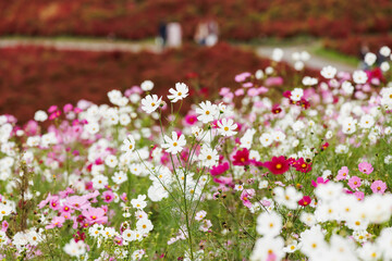 満開に咲いた秋桜