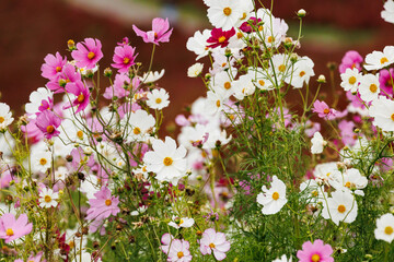 満開に咲いた秋桜