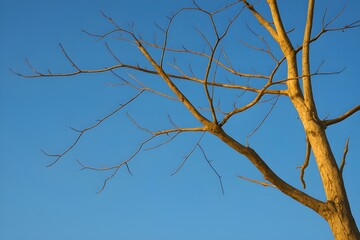 Obraz premium Minimalist photo of dry, bare tree branches creating a silhouette against a vibrant, clear blue sky. Symbolizes drought, resilience, and&nbsp;climate&nbsp;change