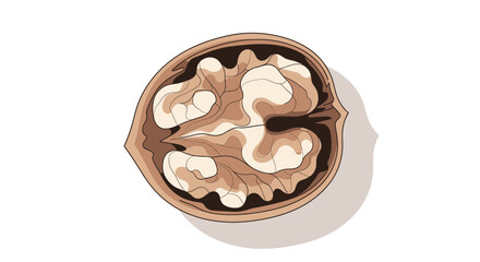 Detailed Illustration Of A Walnut, Showing The Nutmeat Inside With Shadows