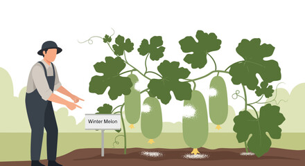 Farmer Pointing at Winter Melon with Lush Foliage and Mature Fruits, Agriculture Concept
