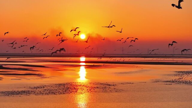 Migratory birds flying in the sky at sunset