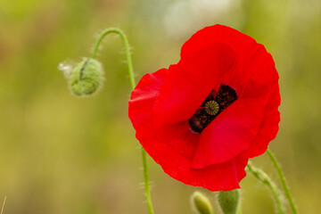 Obraz premium Bright red poppy flower blooming on a soft green background. Close-up photo of a single poppy in a summer field, symbol of remembrance and beauty in nature.