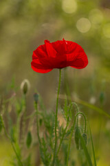 Obraz premium Bright red poppy flower blooming on a soft green background. Close-up photo of a single poppy in a summer field, symbol of remembrance and beauty in nature.