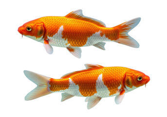Fototapeta premium Close-up studio photograph of two ornate Koi carp with orange and white spots, isolated on a transparent background. Japanese culture and pond.