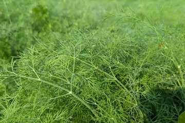 Dill, Anethum, Fennel plant, Fennel Bulb in garden bed.  Annual fennel, Foeniculum vulgare azoricum. Florence or bulbing fennel. Gardening  background, close up