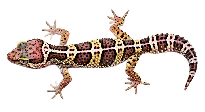 A studio photograph of an isolated leopard gecko with a unique pattern, spots, and a tail on a transparent background. Reptile and pet.