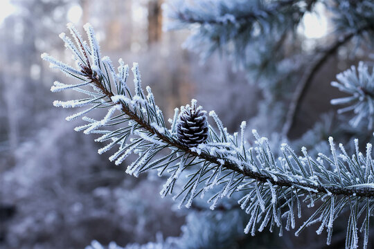 Frost Covered Pine Branch with Cone Closeup, Winter Nature Background with Cold Morning Ice Crystals - Powered by Adobe