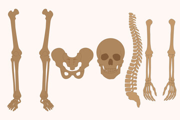 Human skeleton parts illustration showing skull, spine, pelvis, arms, and legs in anatomical layout. eps 10
