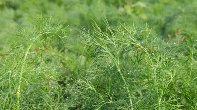 Dill, Anethum, Fennel plant, Fennel Bulb in garden bed.  Annual fennel, Foeniculum vulgare azoricum. Florence or bulbing fennel. Gardening  background, close up