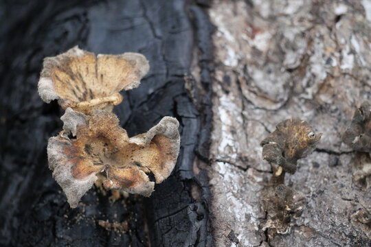 Crust Fungi