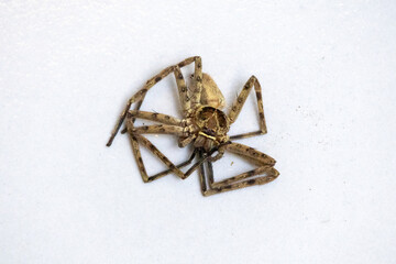 A dead Huntsman Spider (Sparassidae family), also known as the Giant Crab Spider, resting on a white surface. Detailed photograph of arachnid specimen.