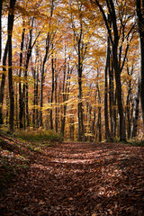 Obraz premium A path covered with fallen golden leaves among trees with golden and yellow leaves in an autumn forest