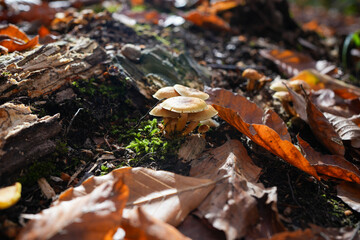 A cluster of false honey mushrooms growing in the moss on the forest floor with fallen golden leaves