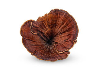 lingzhi mushroom,ganoderma lucidum on a white,isolated