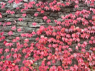 A stone wall densely covered by a deciduous climbing vine in autumn colors