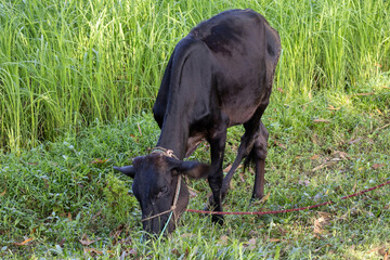 A domestic Black Cow is grazing and eating fresh green grass along a rural roadside in Bangladesh, with vast green paddy fields visible in the background. Traditional South Asian farming scene.