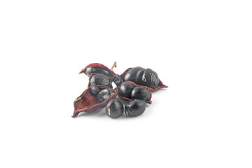 sterculia monosperma beans isolated on a white background