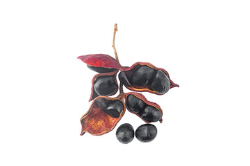 sterculia monosperma beans on a white,isolated(tyop view)