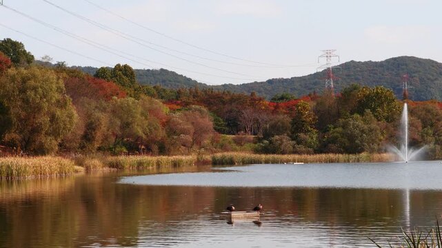 There are ducks and red maple leaves reflected in the water of the lake.호수에 붉은 단풍이 물에 비추고 오리들이 있습니다.