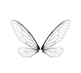black and white cicada insect wings on a white,isolated