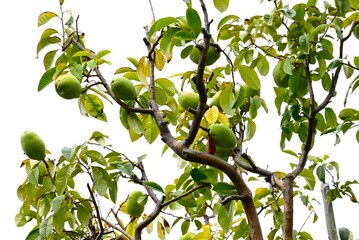 Chinese quince fruits. Rosaceae deciduous fruit tree. The autumn leaves are beautiful, and although the fruit is not suitable for eating raw, it is used to make fruit wine.
