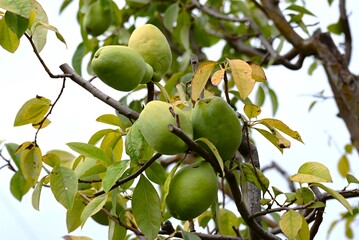 Chinese quince fruits. Rosaceae deciduous fruit tree. The autumn leaves are beautiful, and although the fruit is not suitable for eating raw, it is used to make fruit wine.