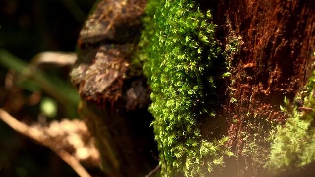 Vibrant green moss grows thickly along the side of a damp tree trunk in Tasmania&rsquo;s temperate rainforest