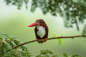 White throated breasted kingfisher halcyon smyrnensis bird closeup perched in natural green background during winter season at keoladeo national park forest bharatpur bird sanctuary rajasthan india