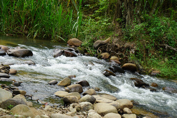 A natural forest stream with clear water rushing over rocks and pebbles, surrounded by lush greenery and grass. A peaceful, scenic view of a freshwater ecosystem.