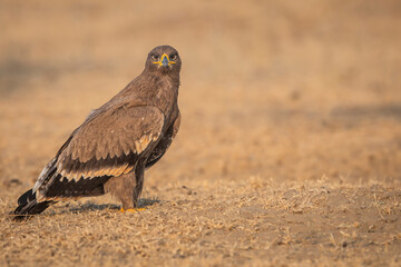 Steppe eagle or Aquila nipalensis portrait in jorbeer conservation reserve bikaner rajasthan india asia. large bird of prey with eye contact during winter migration perched on ground in sunlight
