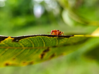 close up of a leaf roller beetle on a leaf,from the family Attelabidae